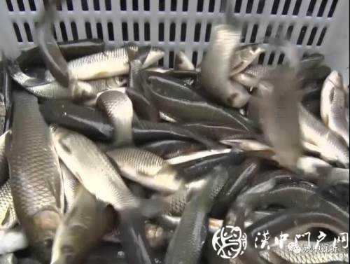 漢臺(tái)區(qū)愛(ài)心放流，40萬(wàn)尾魚寶寶漢江“安家”