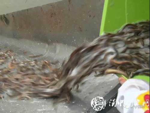 漢臺(tái)區(qū)愛(ài)心放流，40萬(wàn)尾魚寶寶漢江“安家”