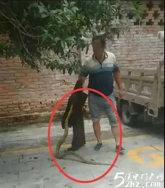 漢中西鄉(xiāng)城區(qū)人行道桂花樹(shù)上驚現(xiàn)大蛇！