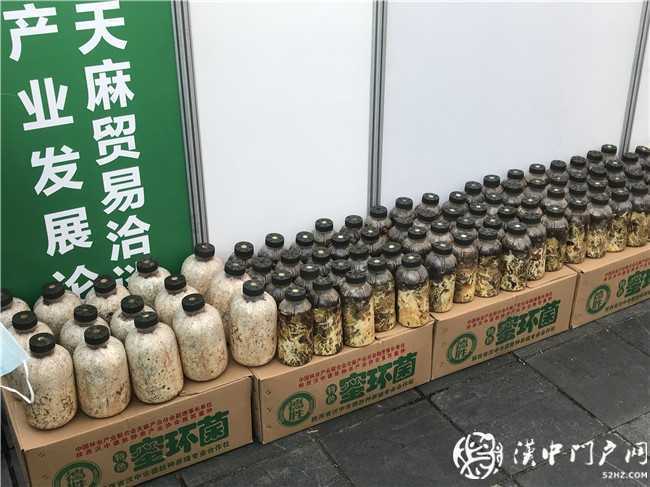 寧強縣第三屆天麻貿(mào)易洽談會暨天麻產(chǎn)業(yè)發(fā)展論壇今日開幕！