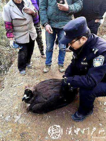寧強村民在自家院里發(fā)現(xiàn)一只受傷禿鷲，保護人員救治后放生