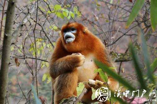 入村半月不舍離去，這只金絲猴近況如何？