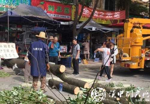 漢中市區(qū)一棵10米大樹突然傾倒，刮倒高壓線，所幸無人傷亡