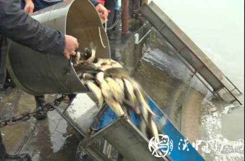 漢臺(tái)區(qū)愛(ài)心放流，40萬(wàn)尾魚寶寶漢江“安家”