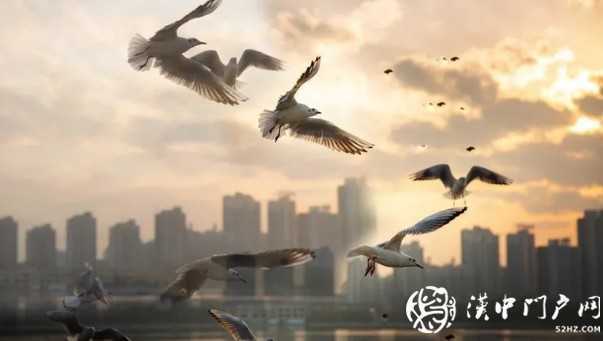 漢中環(huán)境越來越給力！過冬的候鳥年年漲！