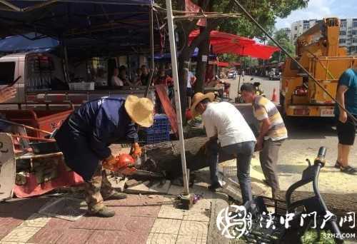 漢中市區(qū)一棵10米大樹突然傾倒，刮倒高壓線，所幸無人傷亡