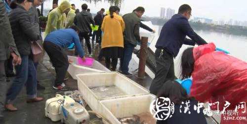 漢臺(tái)區(qū)愛(ài)心放流，40萬(wàn)尾魚寶寶漢江“安家”