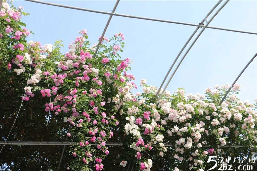 薔薇花開！最美的風(fēng)景，都在來這里的路上！