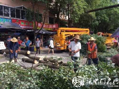 漢中市區(qū)一棵10米大樹突然傾倒，刮倒高壓線，所幸無人傷亡