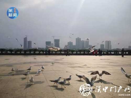漢江面漂有白色“污染物” ？官方回應(yīng)！