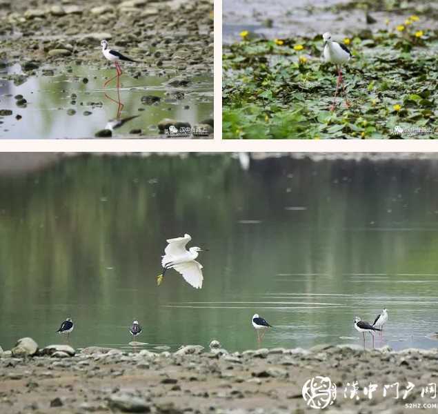 暴雨過后，漢中驚現(xiàn)“長(zhǎng)腿歐巴”！