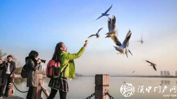 漢中環(huán)境越來越給力！過冬的候鳥年年漲！