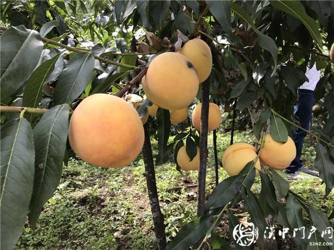 小產(chǎn)業(yè)產(chǎn)出“大結(jié)果” 略陽(yáng)縣黑河鎮(zhèn)黃桃產(chǎn)業(yè)發(fā)展迅猛，帶動(dòng)農(nóng)戶脫貧奔富！