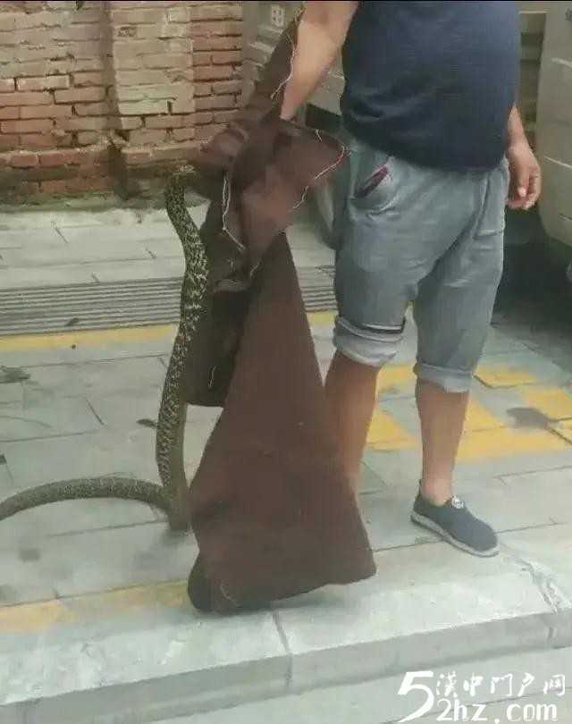 漢中西鄉(xiāng)城區(qū)人行道桂花樹(shù)上驚現(xiàn)大蛇！