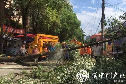 漢中市區(qū)一棵10米大樹突然傾倒，刮倒高壓線，所幸無人傷亡