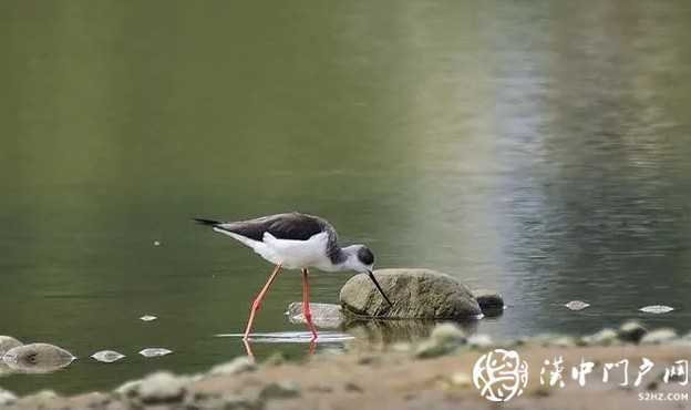 暴雨過后，漢中驚現(xiàn)“長(zhǎng)腿歐巴”！