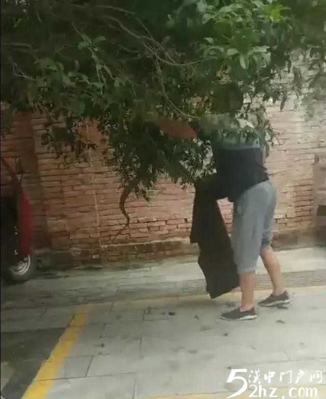漢中西鄉(xiāng)城區(qū)人行道桂花樹(shù)上驚現(xiàn)大蛇！