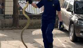 漢中一單位驚現(xiàn)2條大花蛇，每條近2米長！