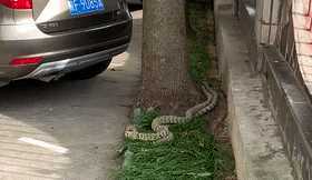 漢中一單位驚現(xiàn)2條大花蛇，每條近2米長！