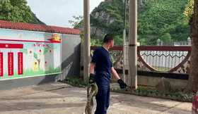 漢中一單位驚現(xiàn)2條大花蛇，每條近2米長！