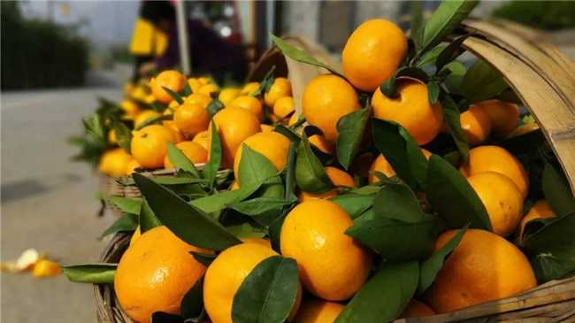 央視知名主持人及一大批藝術家將來褒國古鎮(zhèn)傳播“德孝”文化