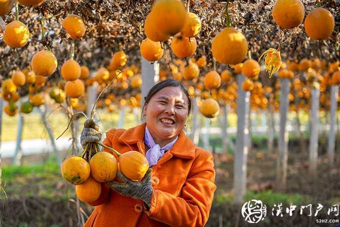 勉縣按照“縣有品牌、村有特色、戶有項(xiàng)目”的思路，聚焦產(chǎn)業(yè)扶貧，因村、因戶施策，累計(jì)實(shí)施產(chǎn)業(yè)扶貧項(xiàng)目997個(gè)，成立貧困村村級(jí)股份經(jīng)濟(jì)合作社111個(gè)，發(fā)展新型經(jīng)營(yíng)主體163家，實(shí)現(xiàn)了產(chǎn)業(yè)扶貧全覆蓋。圖為金泉鎮(zhèn)墓下村發(fā)展的瓜蔞喜獲豐收。.jpg
