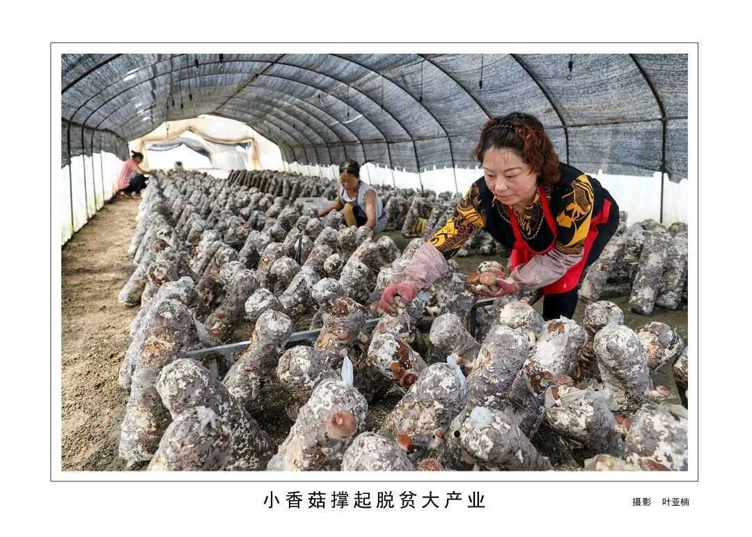 1175戶、34466人脫貧！漢臺(tái)區(qū)做了這些......"