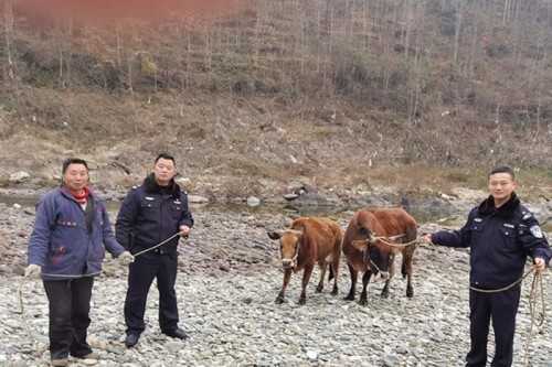 寧強(qiáng)一村民兩頭耕牛走失，民警冒嚴(yán)寒幫忙找回