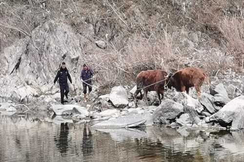 寧強(qiáng)一村民兩頭耕牛走失，民警冒嚴(yán)寒幫忙找回
