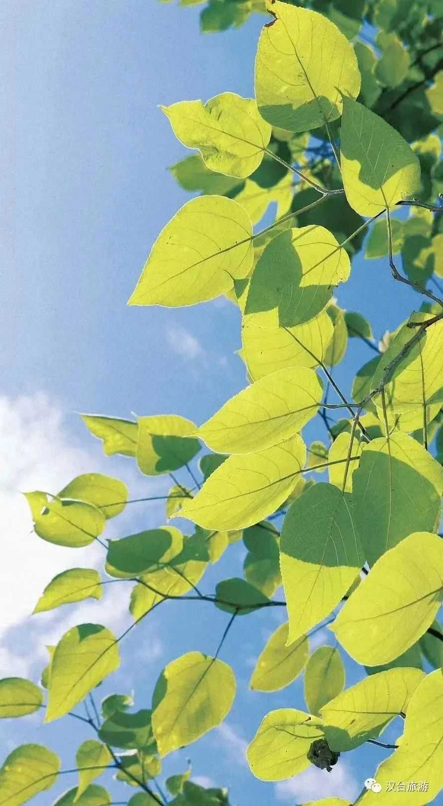 2022漢臺美景合集，今天帶你一次看完！