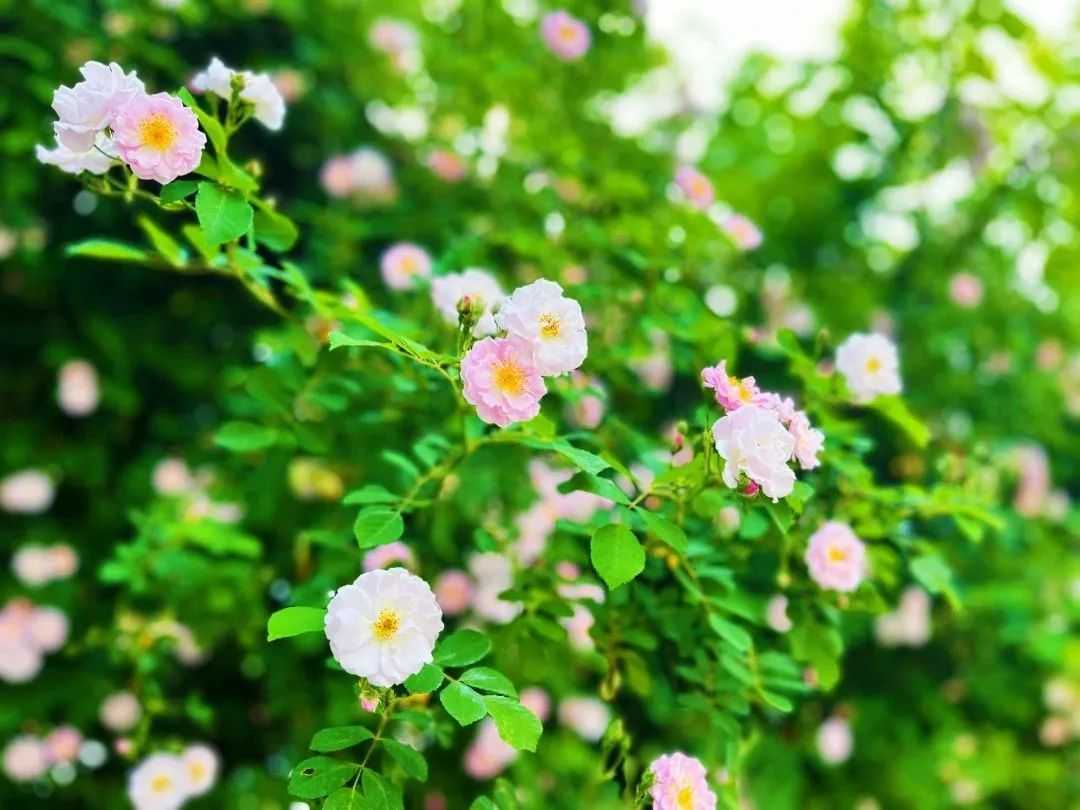 顏值滿分，漢中這里的薔薇花開啦