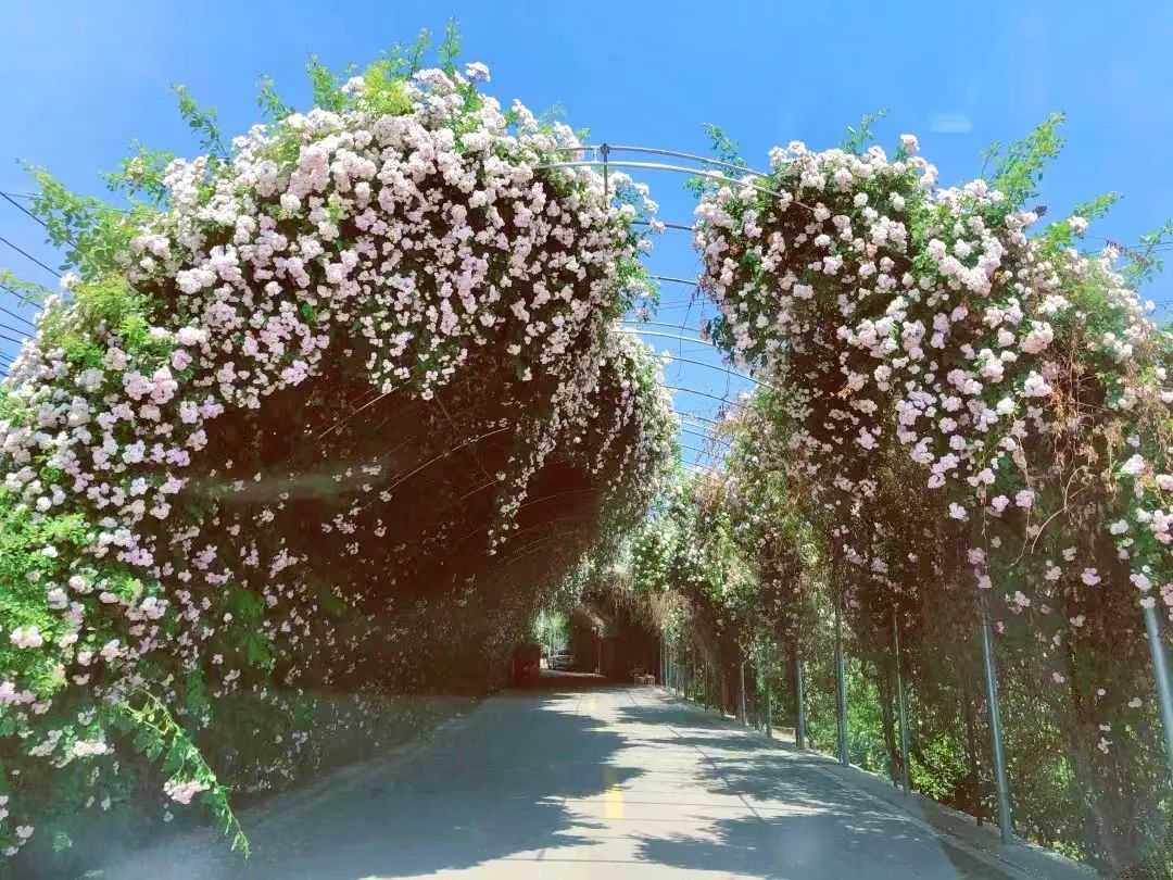 顏值滿分，漢中這里的薔薇花開啦