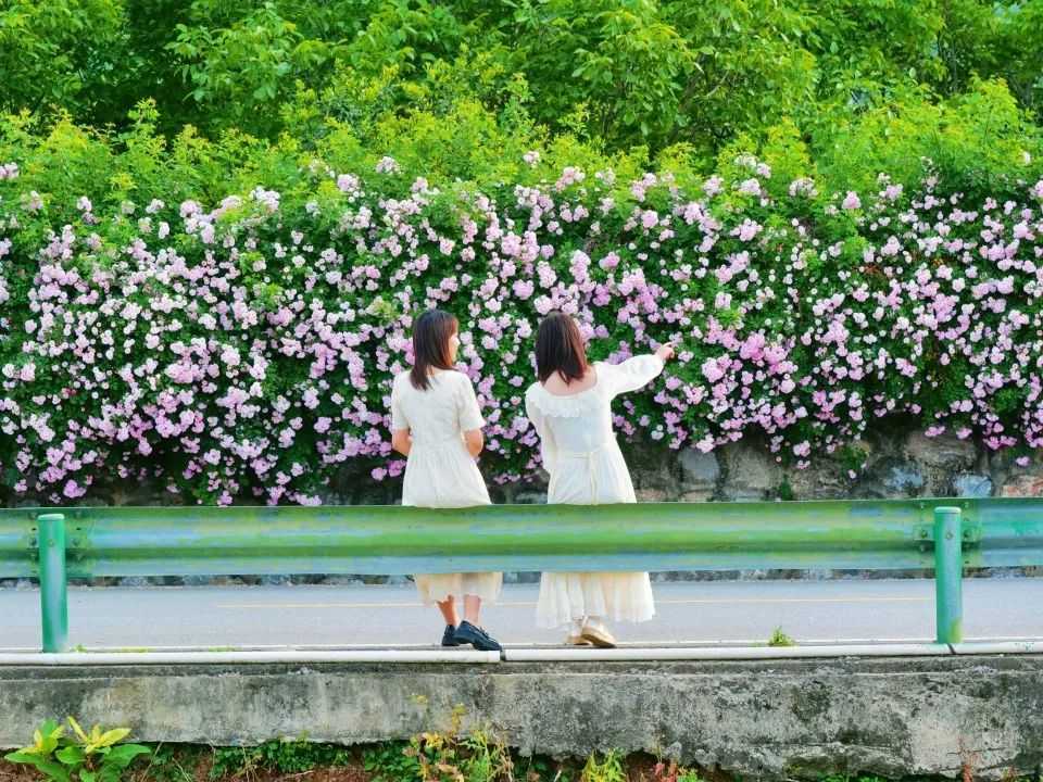 顏值滿分，漢中這里的薔薇花開啦
