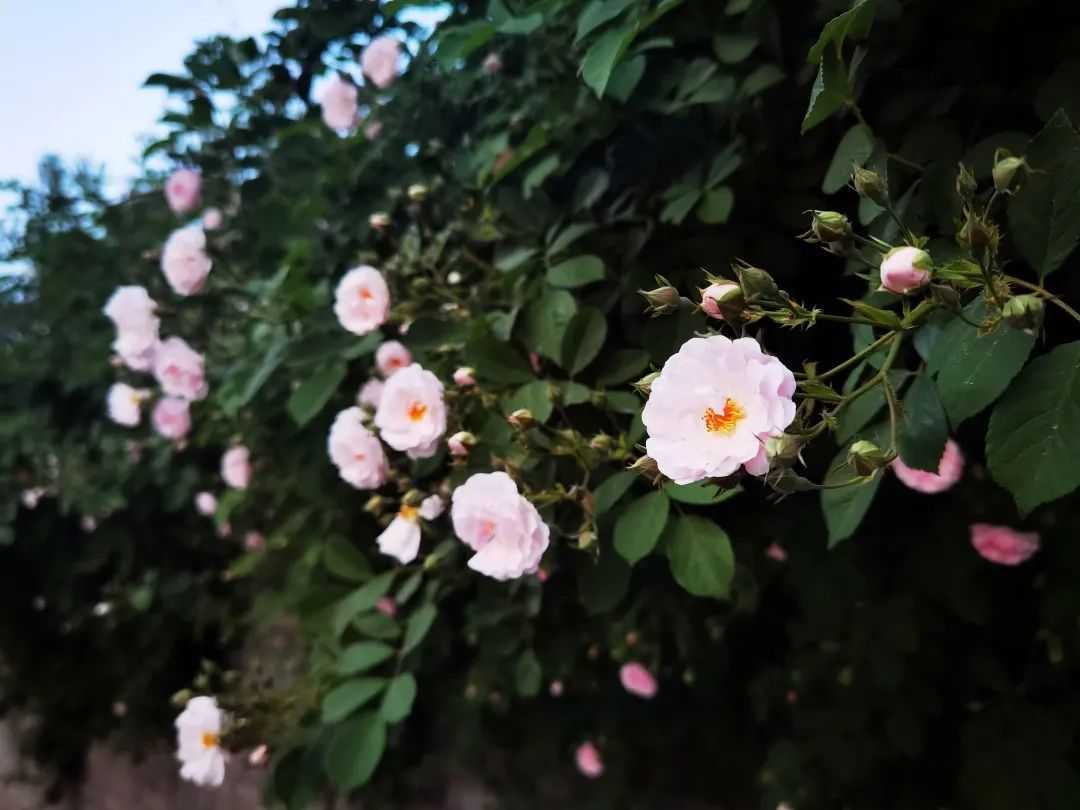 顏值滿分，漢中這里的薔薇花開啦