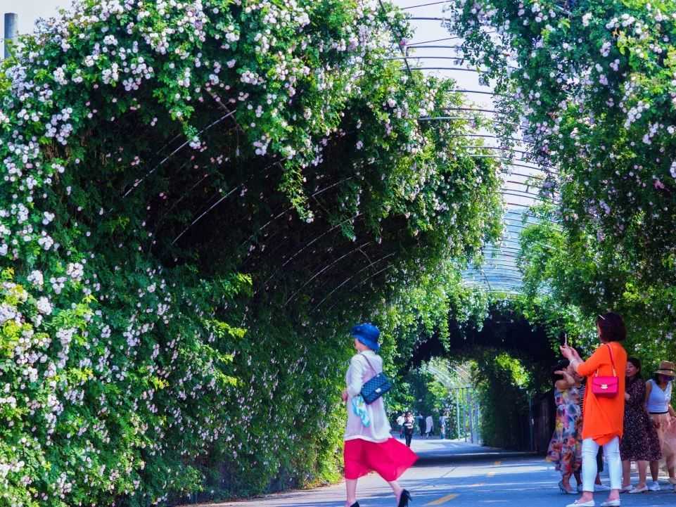 顏值滿分，漢中這里的薔薇花開啦