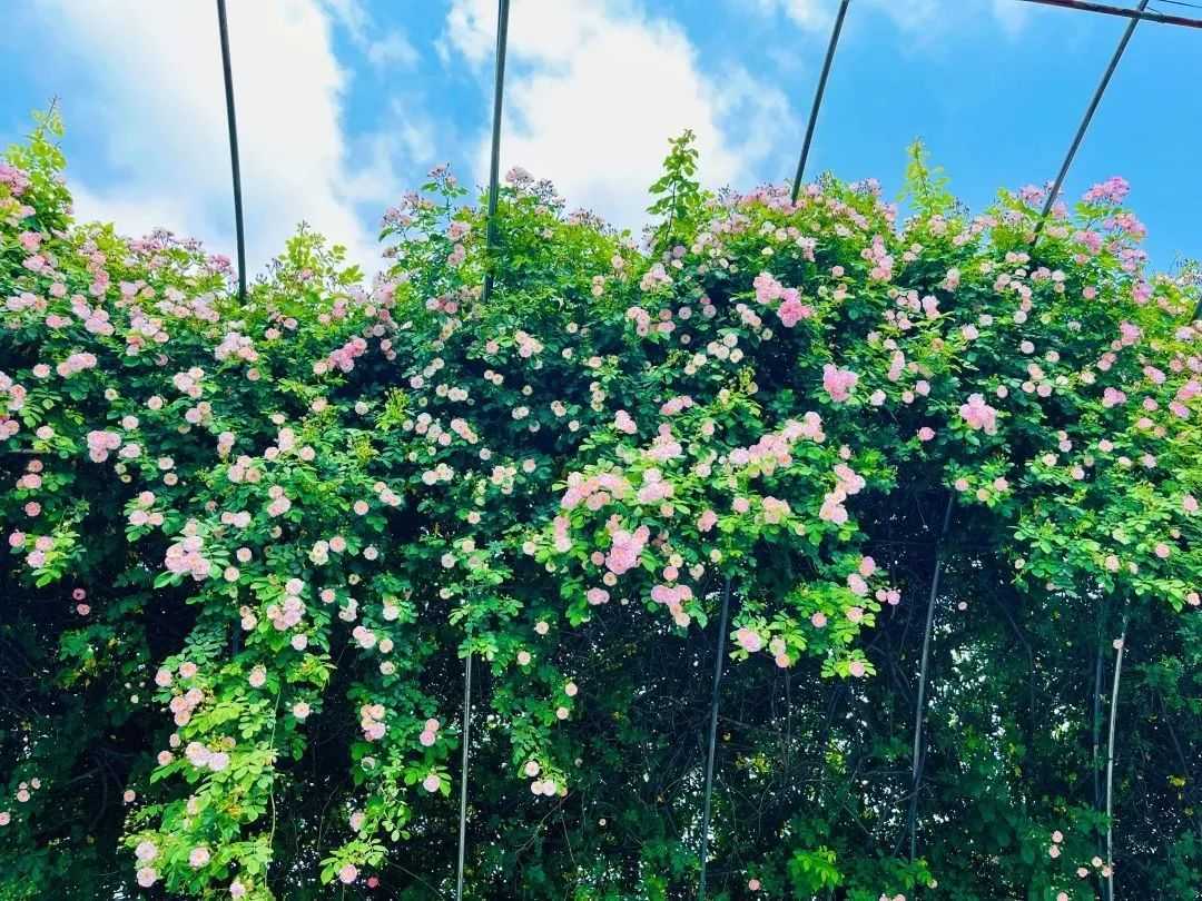 顏值滿分，漢中這里的薔薇花開啦