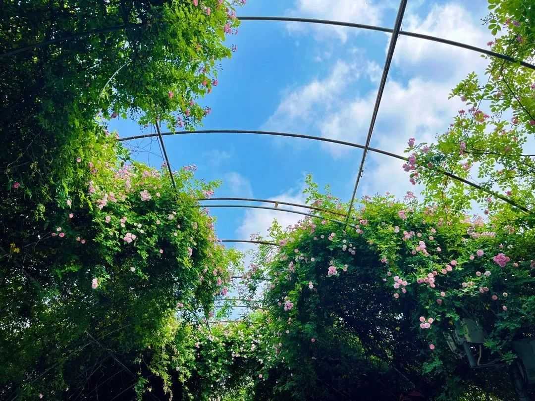 顏值滿分，漢中這里的薔薇花開啦