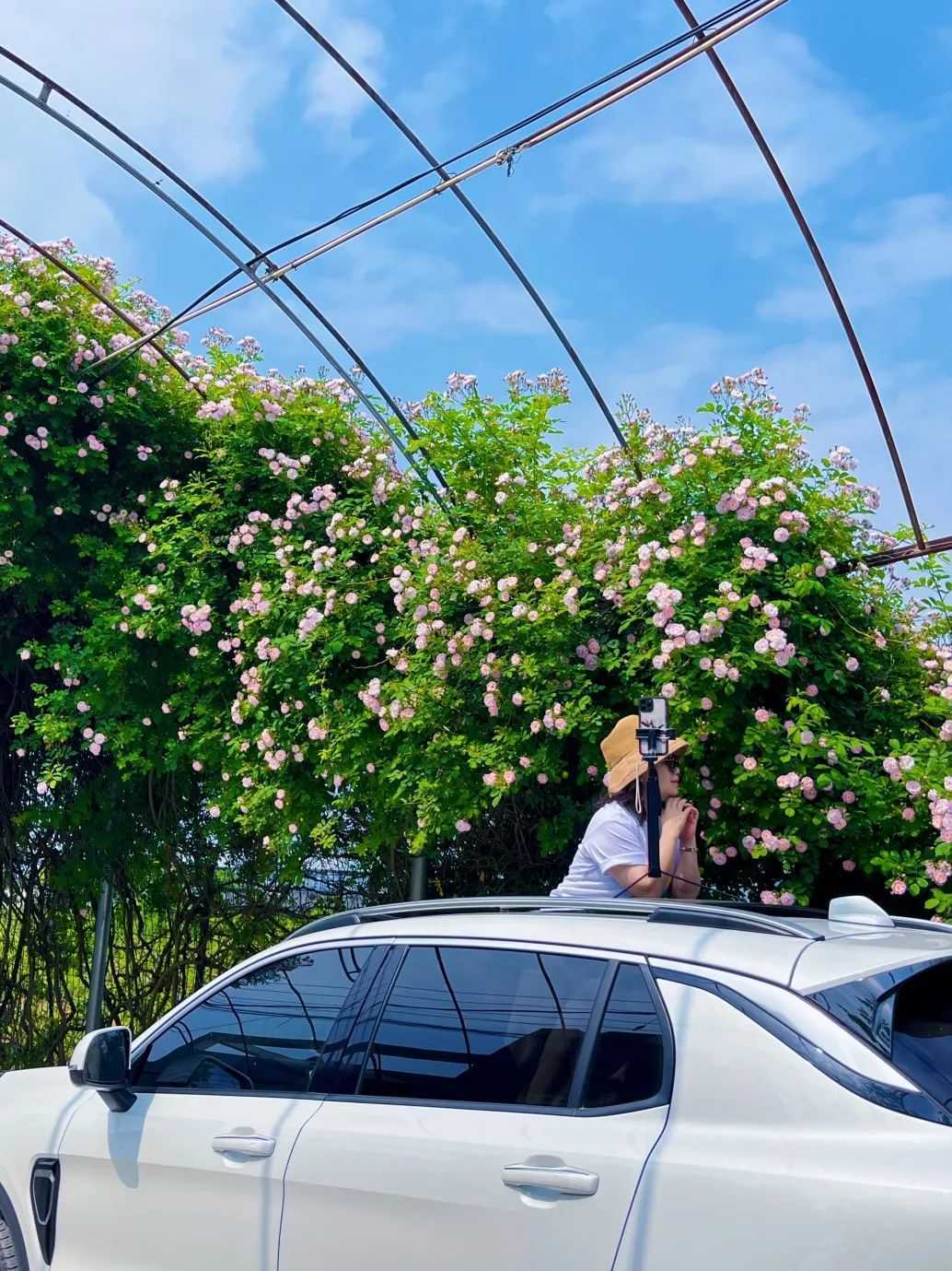 顏值滿分，漢中這里的薔薇花開啦