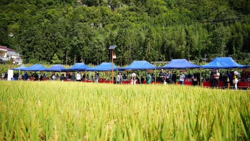 慶豐收，促和美 | 略陽縣第六屆中國農(nóng)民豐收節(jié)開幕