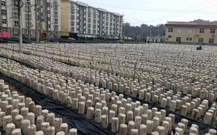 洋縣這個村發(fā)展地栽木耳，種出好“錢”景！