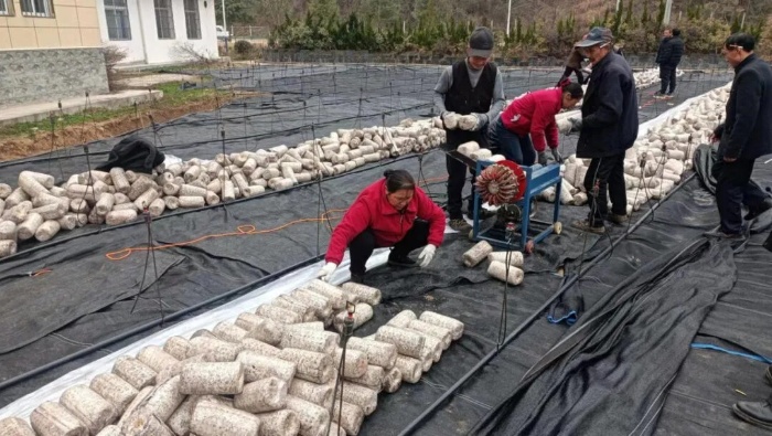 洋縣這個村發(fā)展地栽木耳，種出好“錢”景！