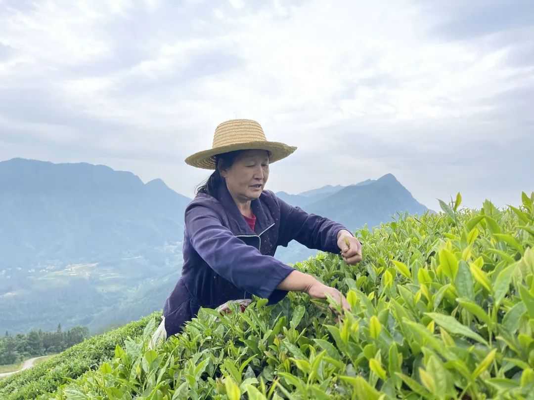 2023陜西·漢中（城固）柑桔旅游文化月活動(dòng)正式啟動(dòng)