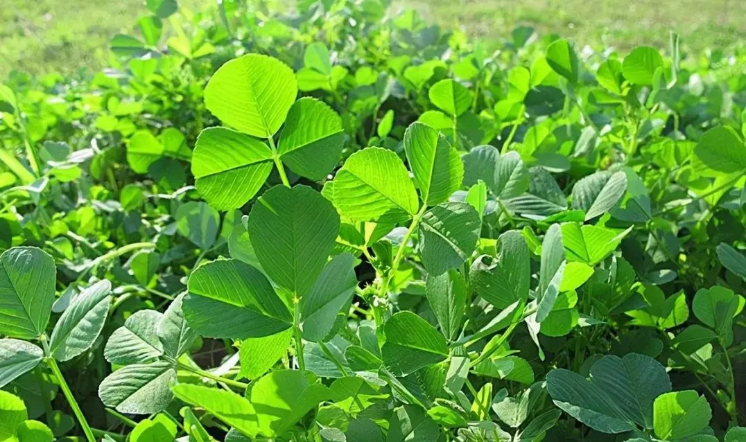 賞春花，吃春菜，把春天“吃進(jìn)肚子”