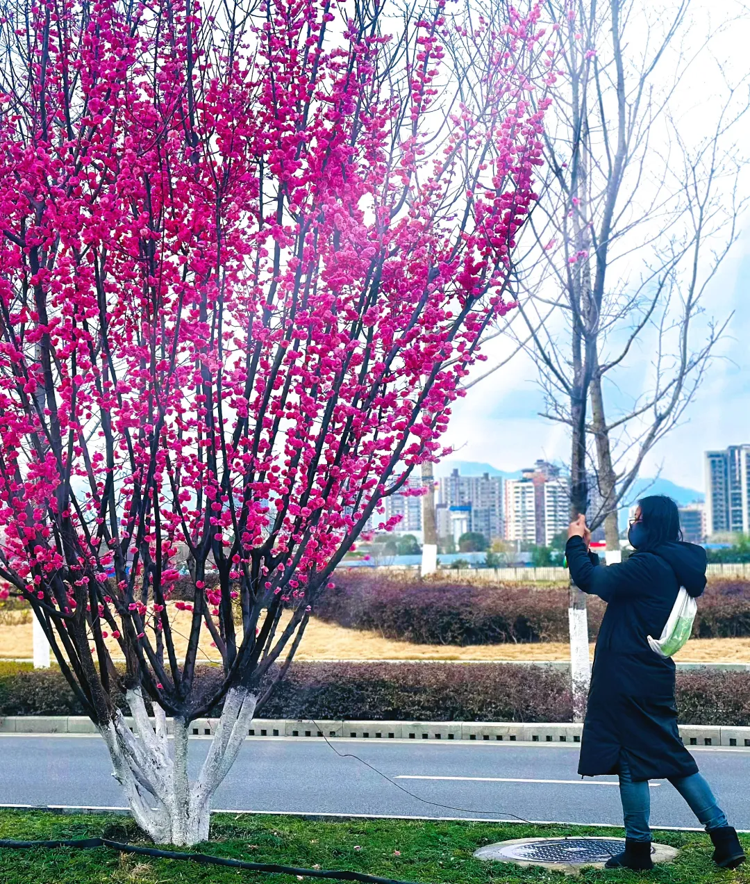 春日預(yù)報(bào)！漢臺(tái)街頭一大波花卉強(qiáng)勢(shì)來(lái)襲