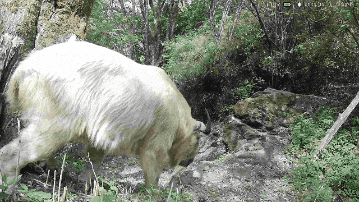 17只羚牛首度同框！揭秘秦嶺24小時→