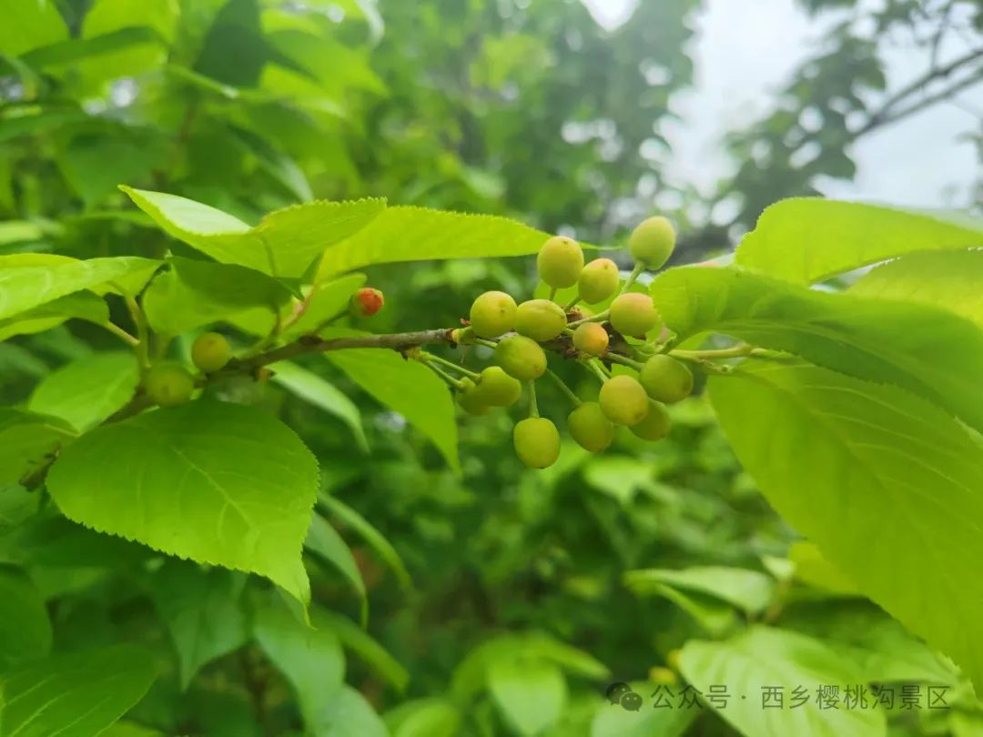 “櫻”你而來，“桃”你歡喜！西鄉(xiāng)櫻桃即將上市！