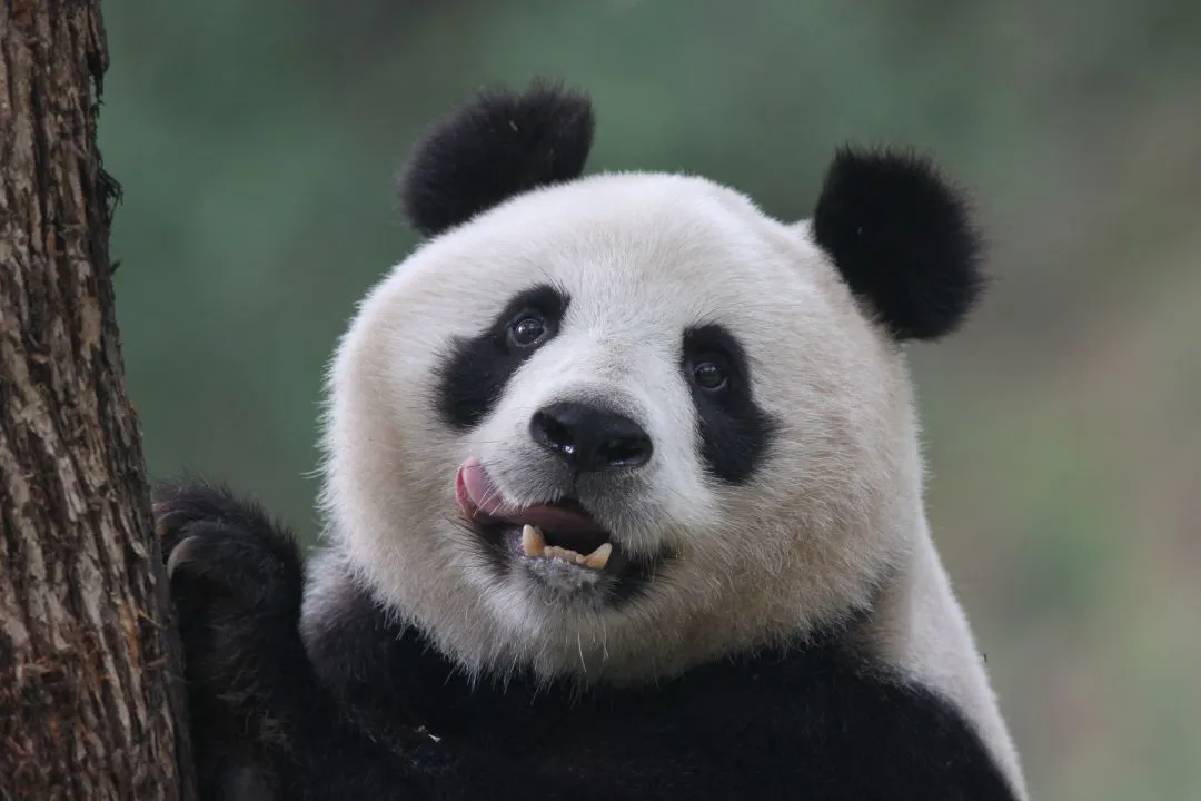 春節(jié)不打烊！熊貓谷驚喜福利陪你過大年！