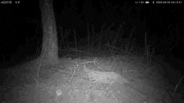 17只羚牛首度同框！揭秘秦嶺24小時→