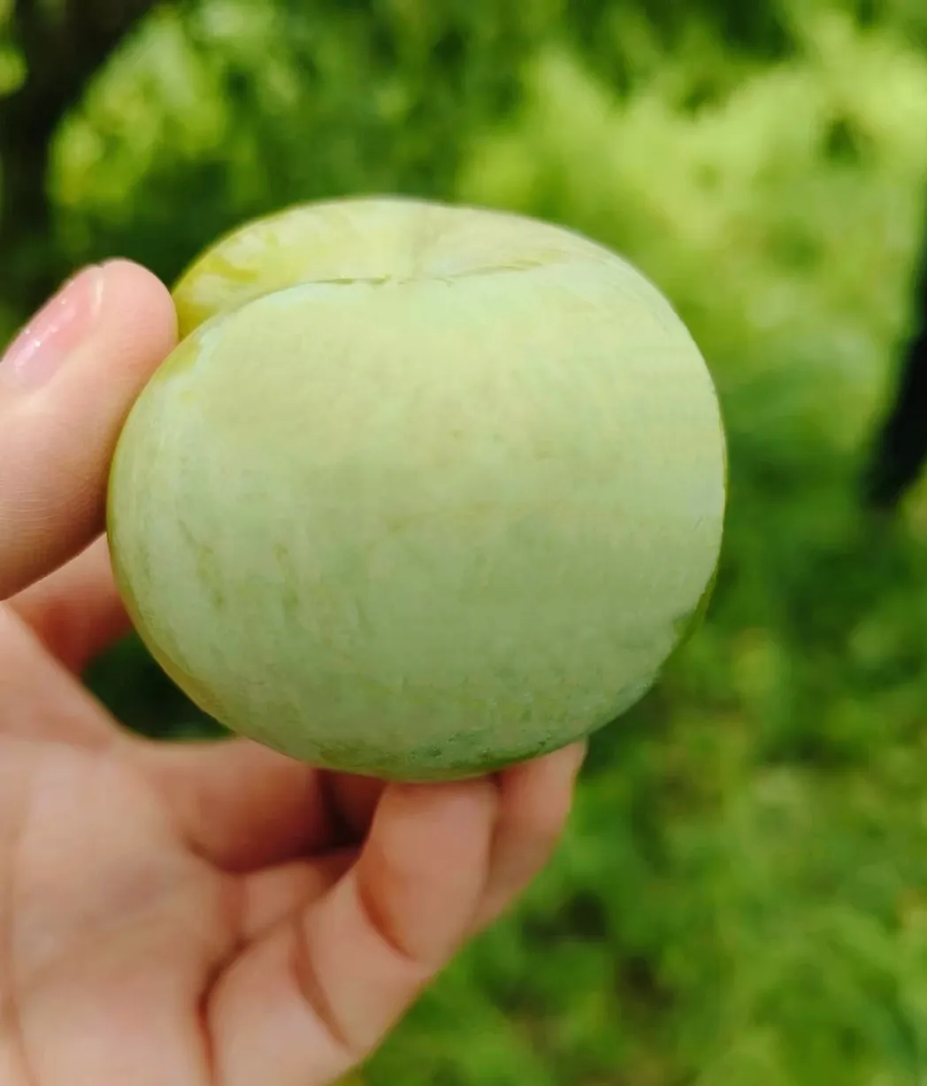 助農(nóng)促銷 | 又大又甜 漢臺(tái)區(qū)漢王鎮(zhèn)紅星村蜂糖李成熟啦！