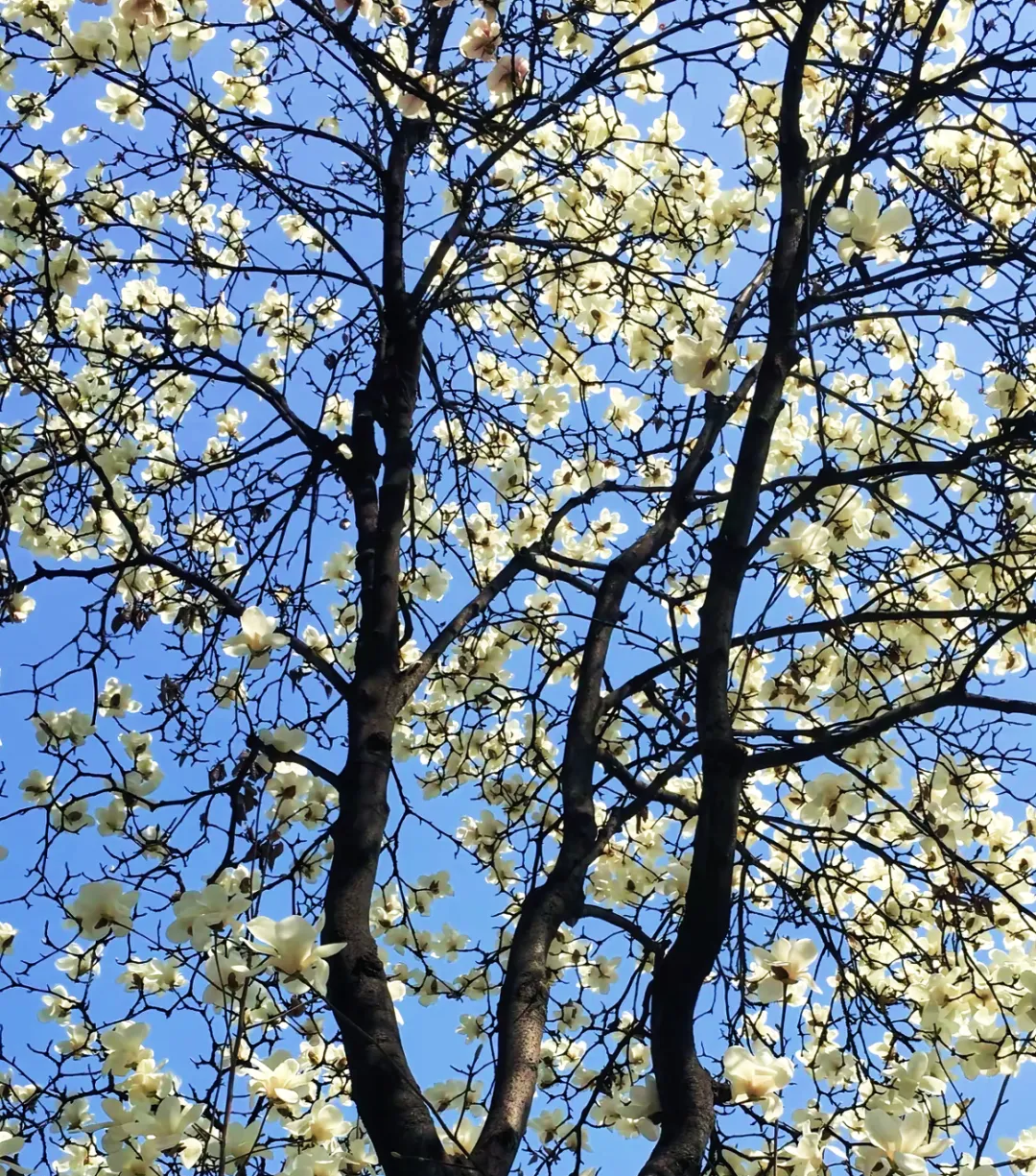 春日預(yù)報(bào)！漢臺(tái)街頭一大波花卉強(qiáng)勢(shì)來(lái)襲